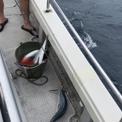 シーモンキー 釣果