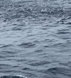 シーモンキー 釣果