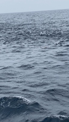 シーモンキー 釣果