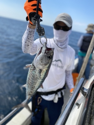 シーモンキー 釣果