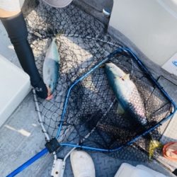 シーモンキー 釣果