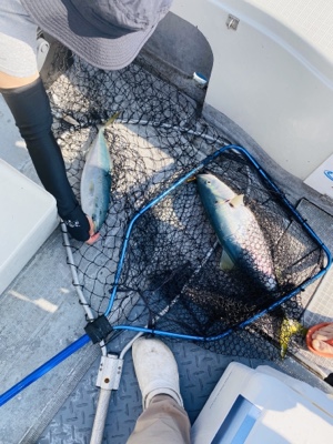 シーモンキー 釣果