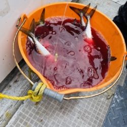 シーモンキー 釣果