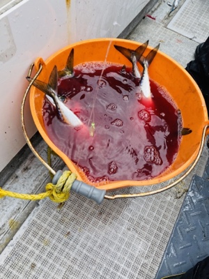 シーモンキー 釣果