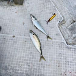 シーモンキー 釣果