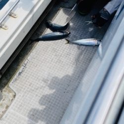 シーモンキー 釣果