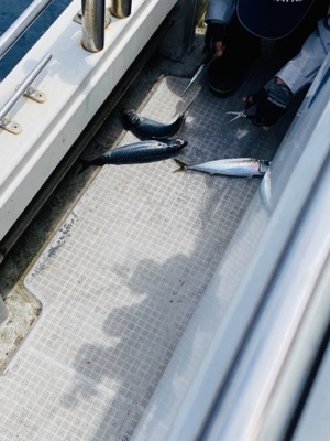 シーモンキー 釣果