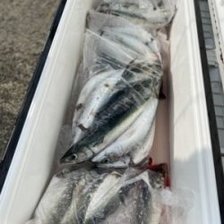 シーモンキー 釣果