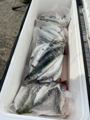 シーモンキー 釣果