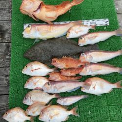 シードリーム 釣果