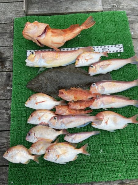 シードリーム 釣果