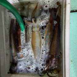 シードリーム 釣果