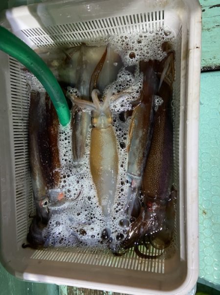 シードリーム 釣果