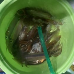 シードリーム 釣果