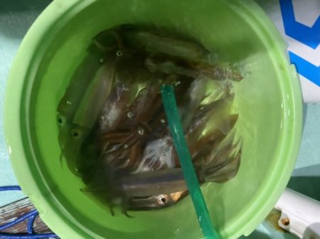 シードリーム 釣果