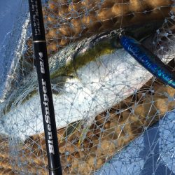 松鶴丸 釣果