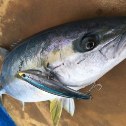 松鶴丸 釣果