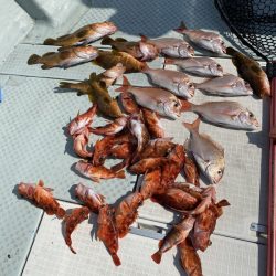 リトルワン 釣果