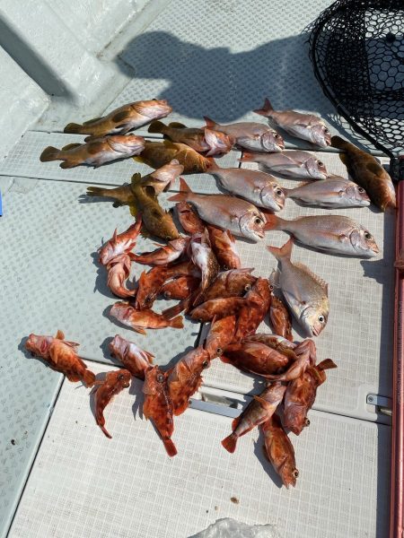 リトルワン 釣果