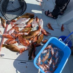 リトルワン 釣果