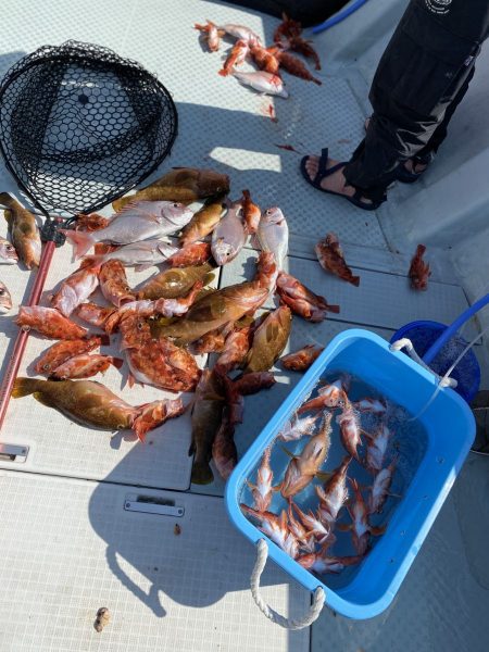 リトルワン 釣果