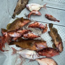 リトルワン 釣果