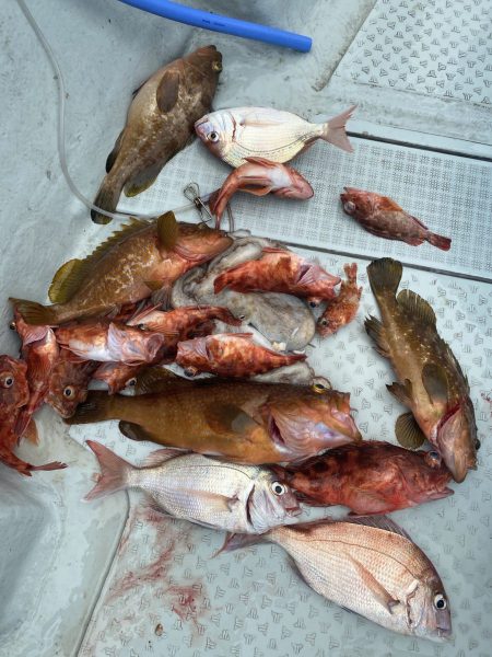 リトルワン 釣果