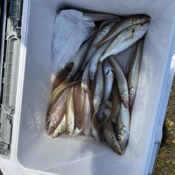 リトルワン 釣果