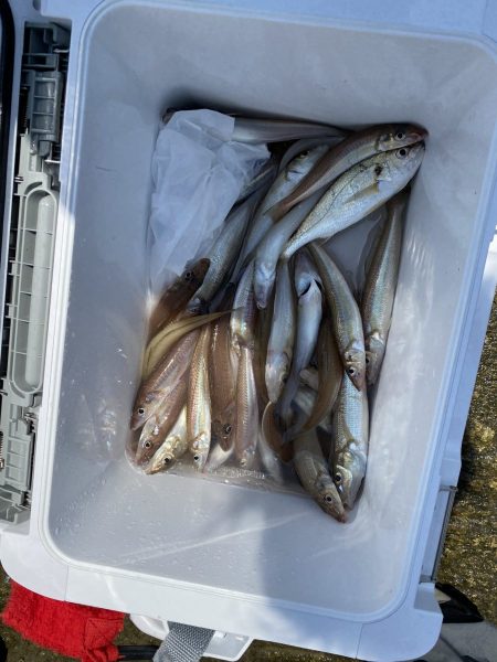 リトルワン 釣果