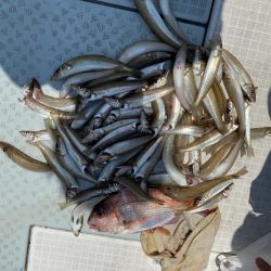 リトルワン 釣果