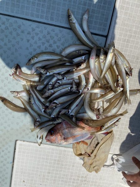 リトルワン 釣果