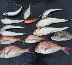 東京湾探釣隊ぼっち 釣果