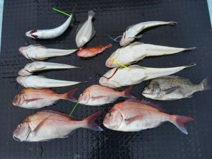 東京湾探釣隊ぼっち 釣果