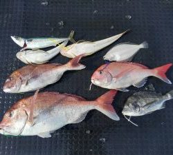 東京湾探釣隊ぼっち 釣果