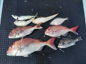 東京湾探釣隊ぼっち 釣果