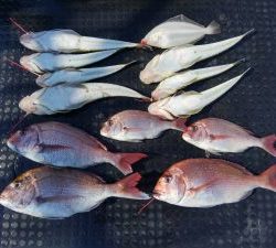 東京湾探釣隊ぼっち 釣果