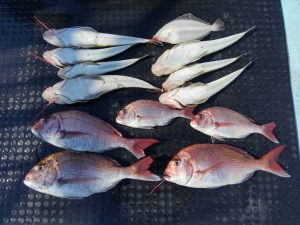 東京湾探釣隊ぼっち 釣果