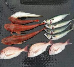 東京湾探釣隊ぼっち 釣果