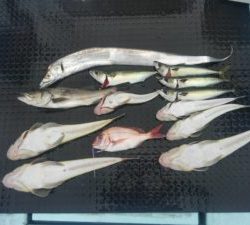 東京湾探釣隊ぼっち 釣果
