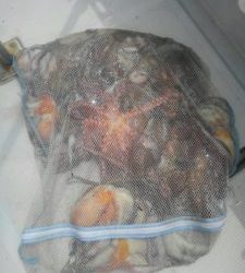 東京湾探釣隊ぼっち 釣果