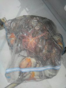 東京湾探釣隊ぼっち 釣果