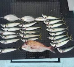 東京湾探釣隊ぼっち 釣果