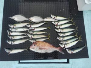 東京湾探釣隊ぼっち 釣果