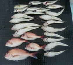 東京湾探釣隊ぼっち 釣果