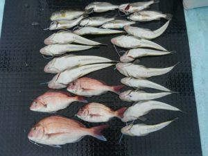 東京湾探釣隊ぼっち 釣果