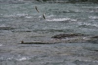 秩父フライフィールド 釣果