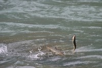 秩父フライフィールド 釣果