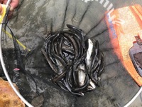 秩父フライフィールド 釣果