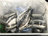 秩父フライフィールド 釣果