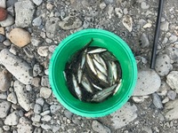 秩父フライフィールド 釣果